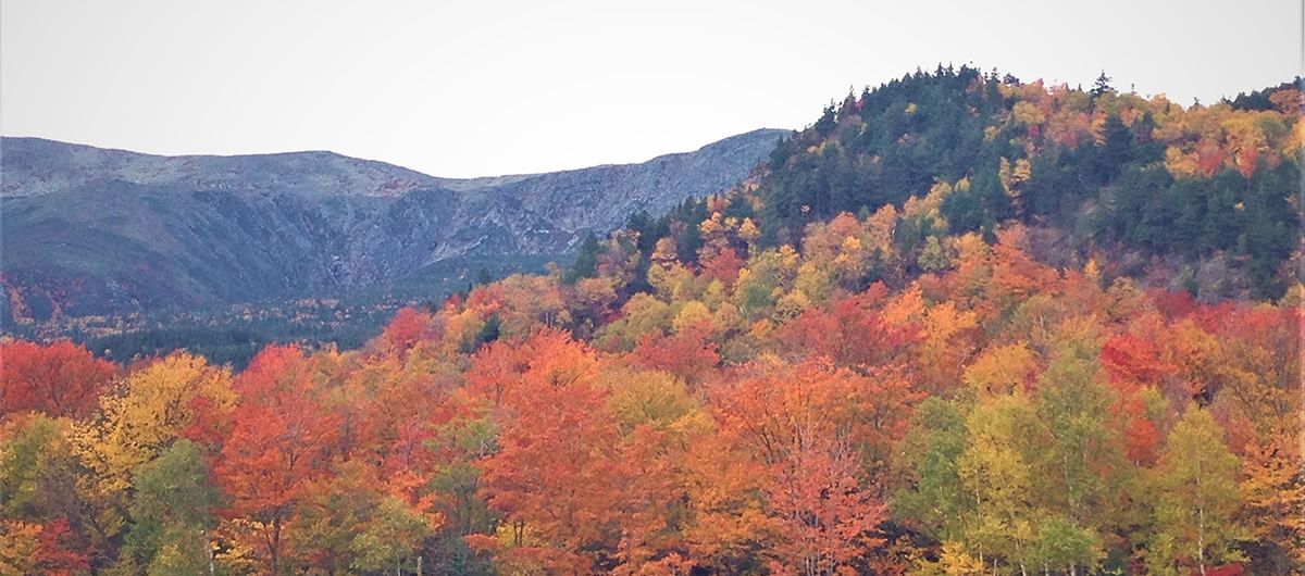Autumn forest below a mountain ridge